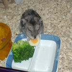 ハム用チーズを食べるユウキ