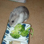 ブロッコリーを食べるコーキ