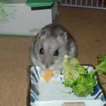 ハム用チーズを食べるコーキ