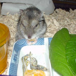 乾燥パパイヤを食べるユウキ