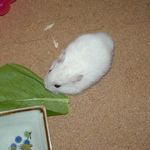 小松菜を食べるアイ