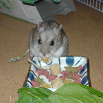 乾燥パパイヤを食べるコーキ