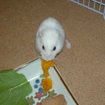 かぼちゃをたべるアイ