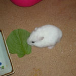 小松菜を食べるアイ