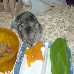 かぼちゃに食いつくユウキ