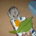 かぼちゃに食いつくコーキ