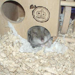 巣箱から顔を出すユウキ