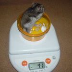 ユウキは体重増加