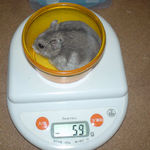 コーキは体重増加