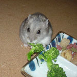 ブロッコリーを食べるコーキ