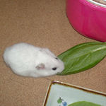 小松菜を食べるアイ