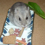 ミートジャーキーを食べるコーキ