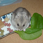 小松菜を食べるコーキ