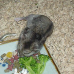 ブロッコリーを食べるユウキ