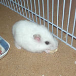 ちびっこクロワッサンを食べるアイ