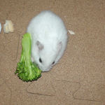 ブロッコリーを食べるアイ