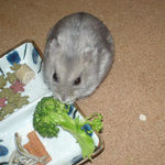 ブロッコリーに食いつくコーキ