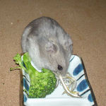 煮干を食べるコーキ