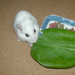 小松菜を食べるアイ