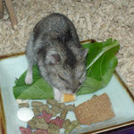 チーズを食べるユウキ