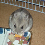 チーズを食べるコーキ