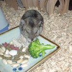 蒸鶏ささみを食べるユウキ