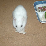 蒸鶏ささみを食べるアイ