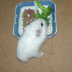 ブロッコリーを食べるアイ