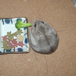 ブロッコリーを食べるアイ