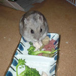 蒸鶏ささみに食いつくコーキ