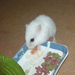 チーズを食べるアイ