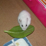 小松菜を食べるアイ