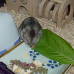 乾燥イチゴに食いつくユウキ