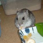 乾燥パパイヤを食べるコーキ