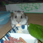 ちびっこクロワッサンを食べるコーキ