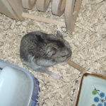 ミートジャーキーを食べるユウキ