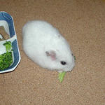 ブロッコリーを食べるアイ