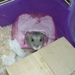 出てきたコーキ