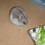 煮干を食べるコーキ