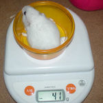 アイは体重増加です