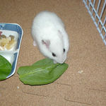 小松菜を食べるアイ