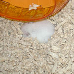 ケージの中でお休み中