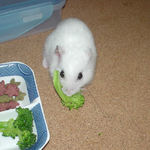 ブロッコリーを食べるアイ