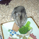 かじりんぼーに齧りつくユウキ