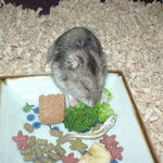 ブロッコリーを食べるユウキ