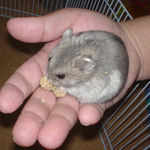 粟の穂を食べるコーキ