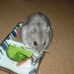 煮干を食べるコーキ