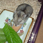 かじりんぼーに食いつくユウキ