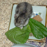 小松菜に食いつくユウキ