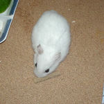 ミートジャーキーに食いつくアイ